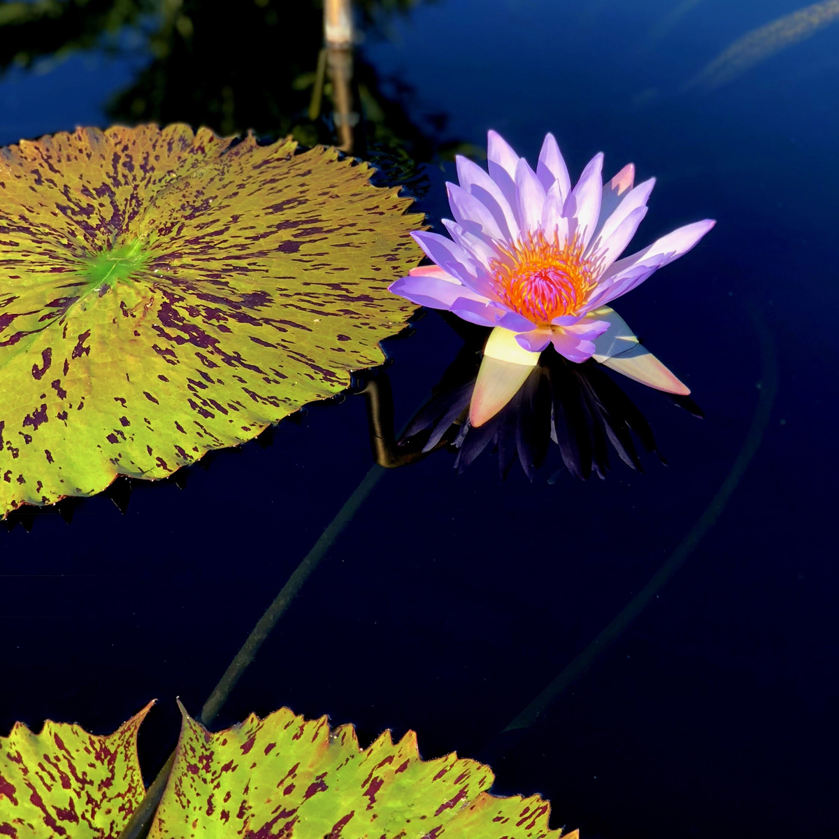 Longwood Gardens Part I - Water Lilies 1