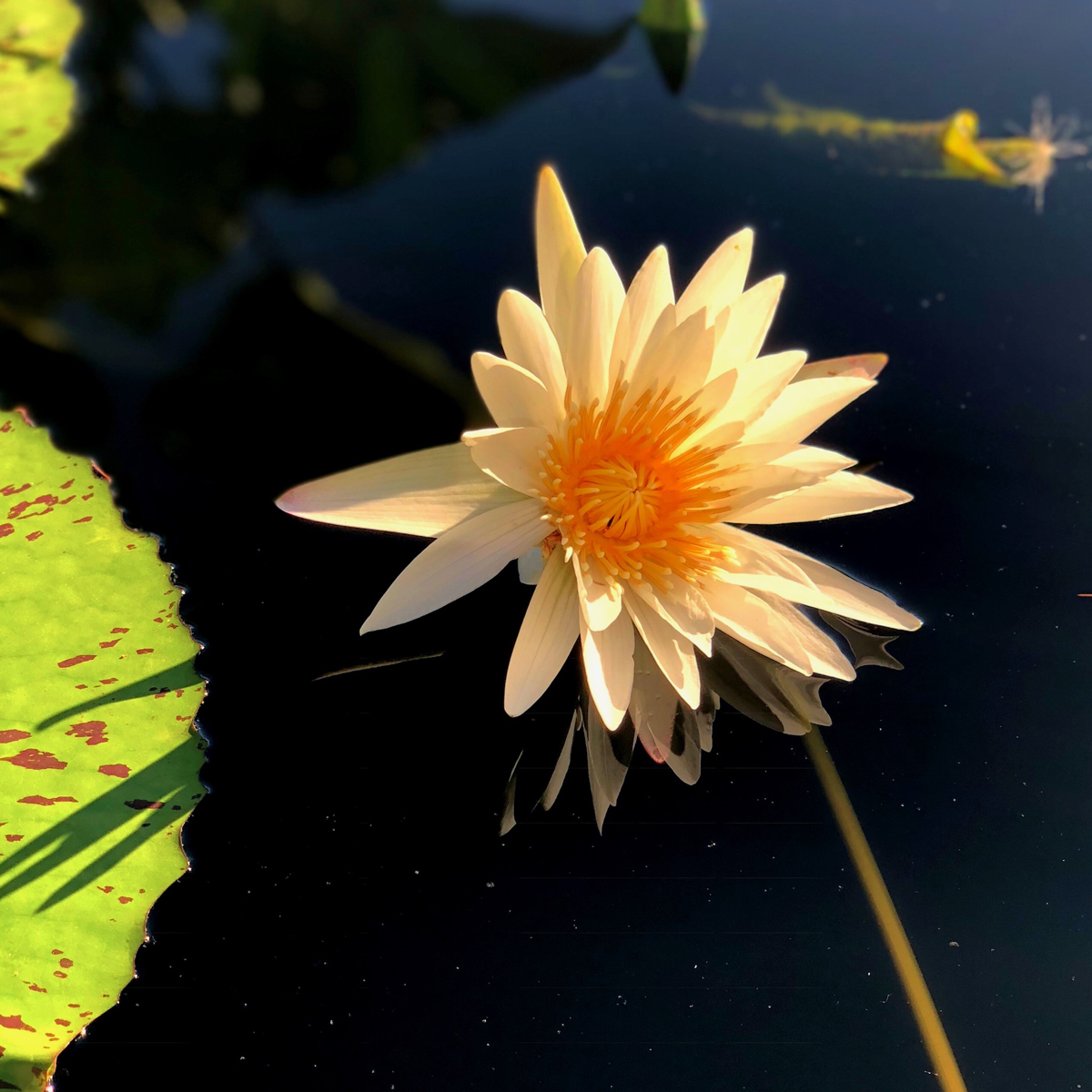 Longwood Gardens Part I - Water Lilies 10