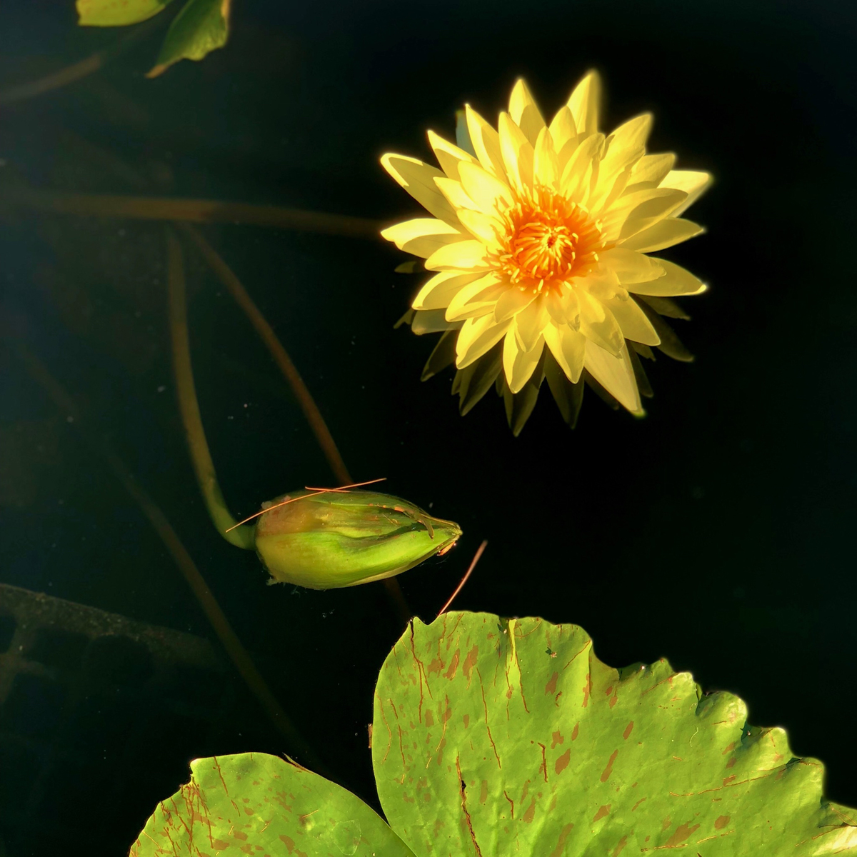 Longwood Gardens Part I - Water Lilies 12