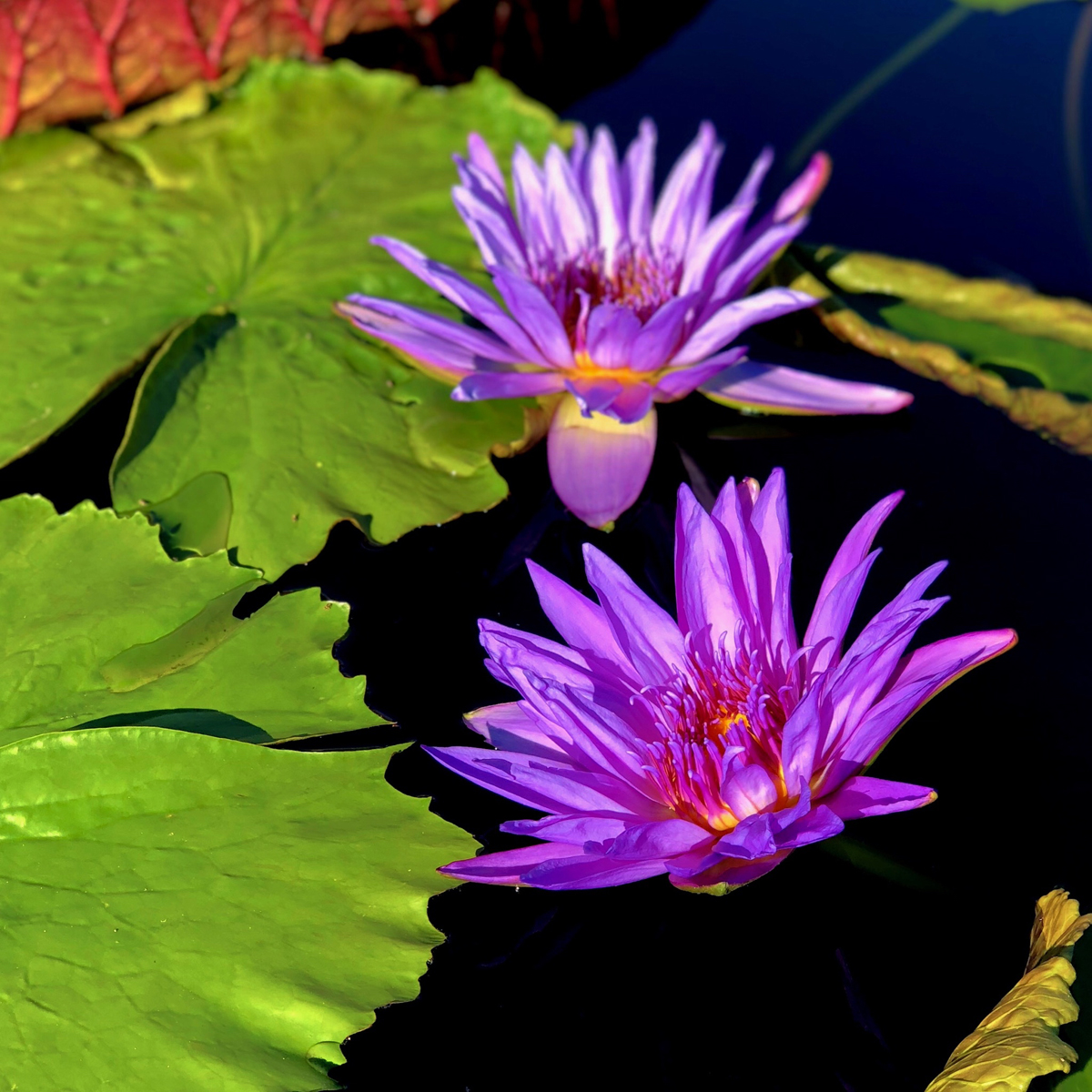 Longwood Gardens Part I - Water Lilies 13