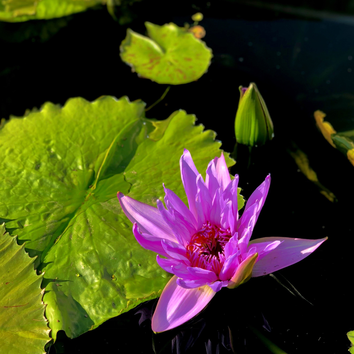 Longwood Gardens Part I - Water Lilies 16