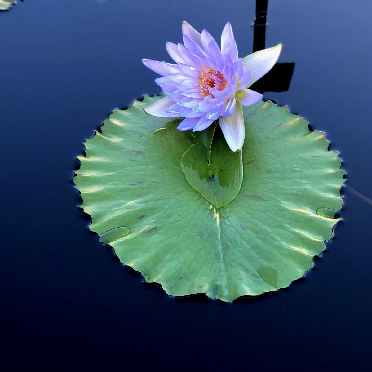 Longwood Gardens Part I - Water Lilies 2