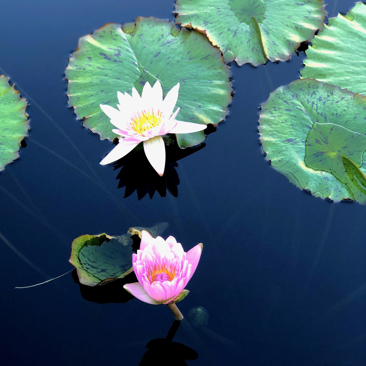 Longwood Gardens Part I - Water Lilies 3