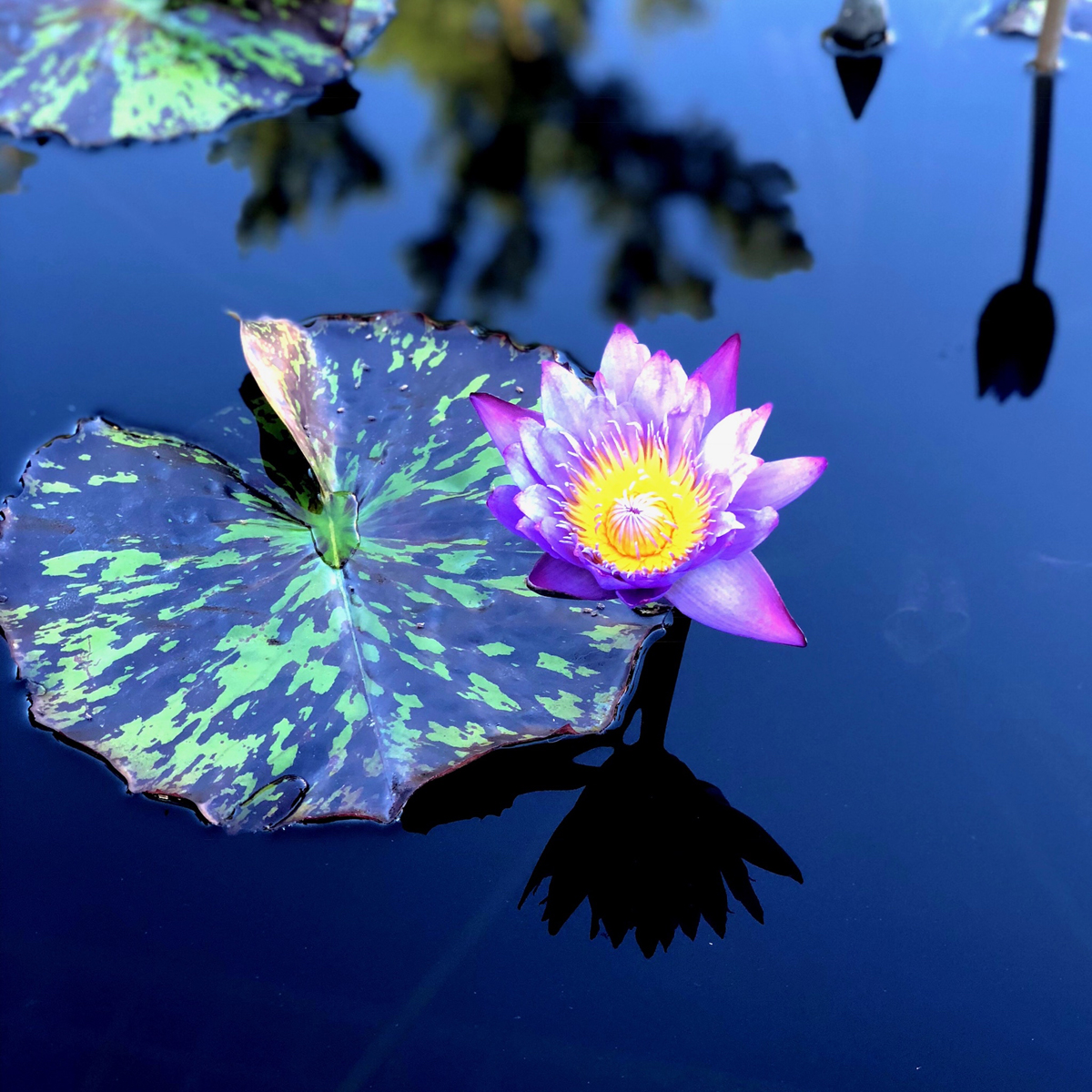 Longwood Gardens Part I - Water Lilies 4