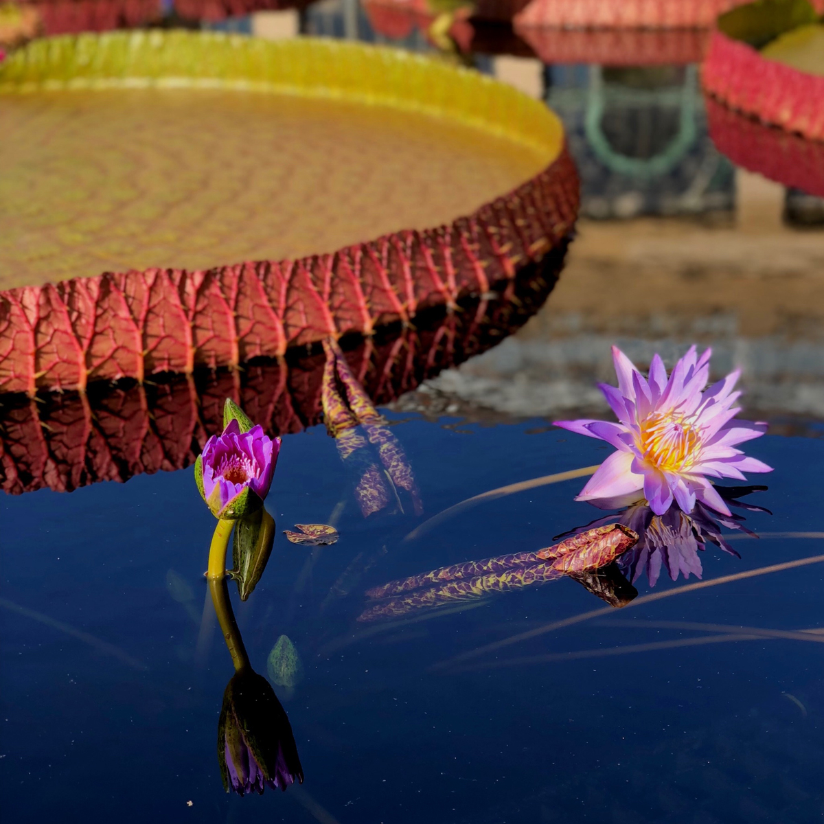 Longwood Gardens Part I - Water Lilies 5