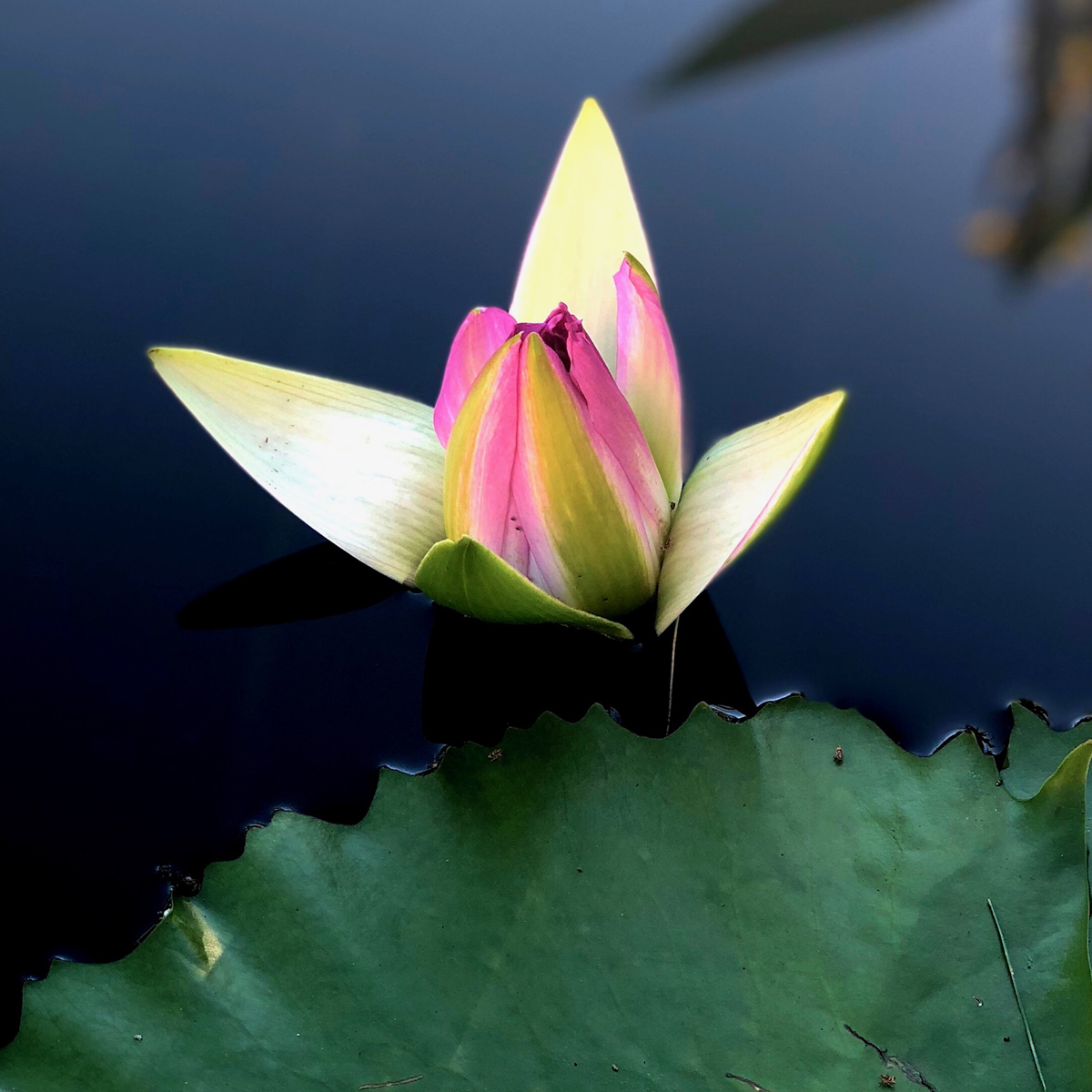 Longwood Gardens Part I - Water Lilies 6