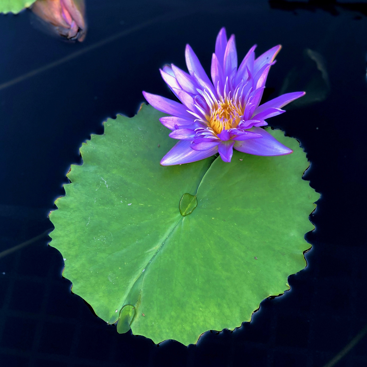 Longwood Gardens Part I - Water Lilies 8