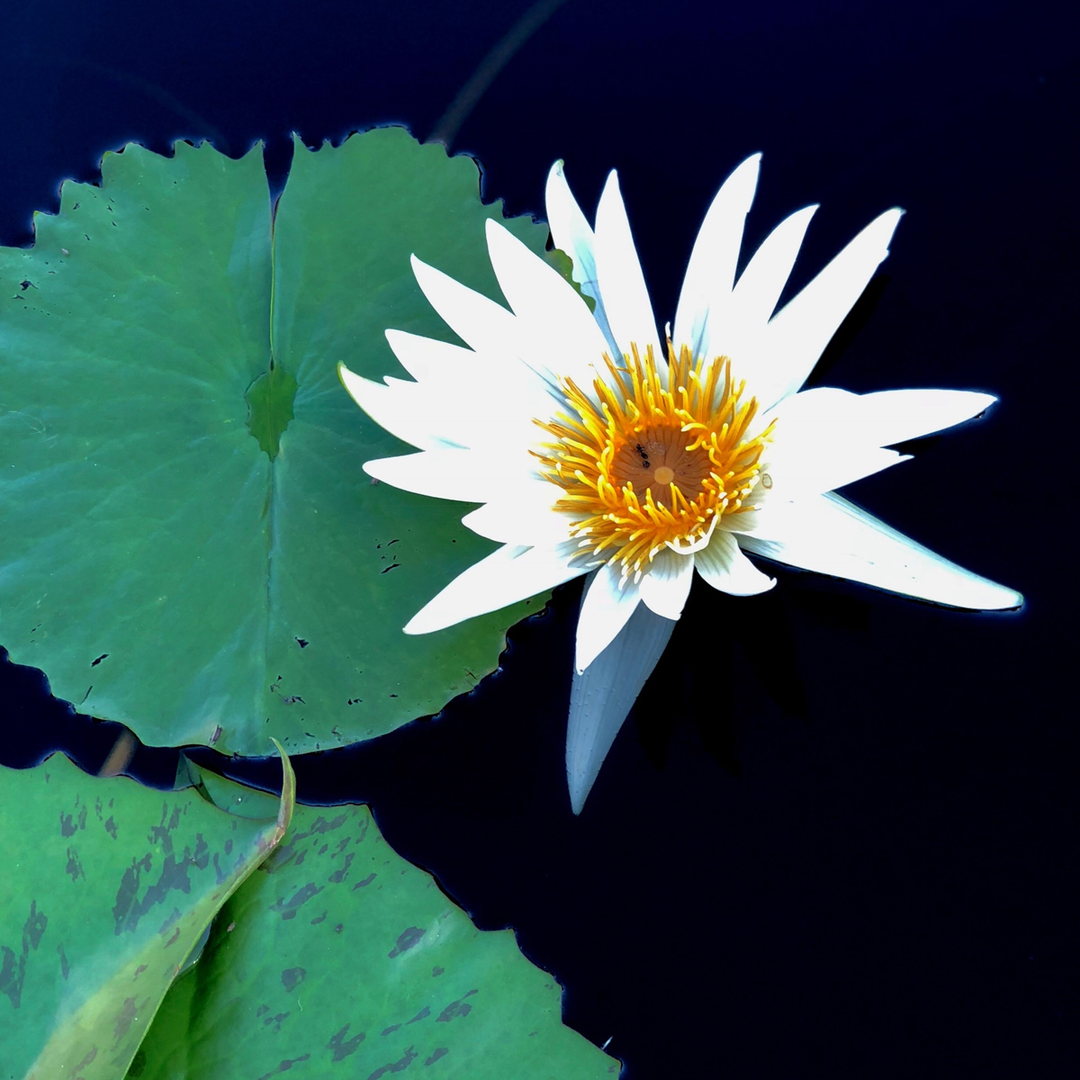 Longwood Gardens Part I - Water Lilies 9