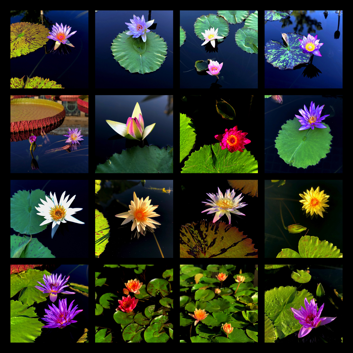 Longwood Gardens Part I - Water Lilies Findings