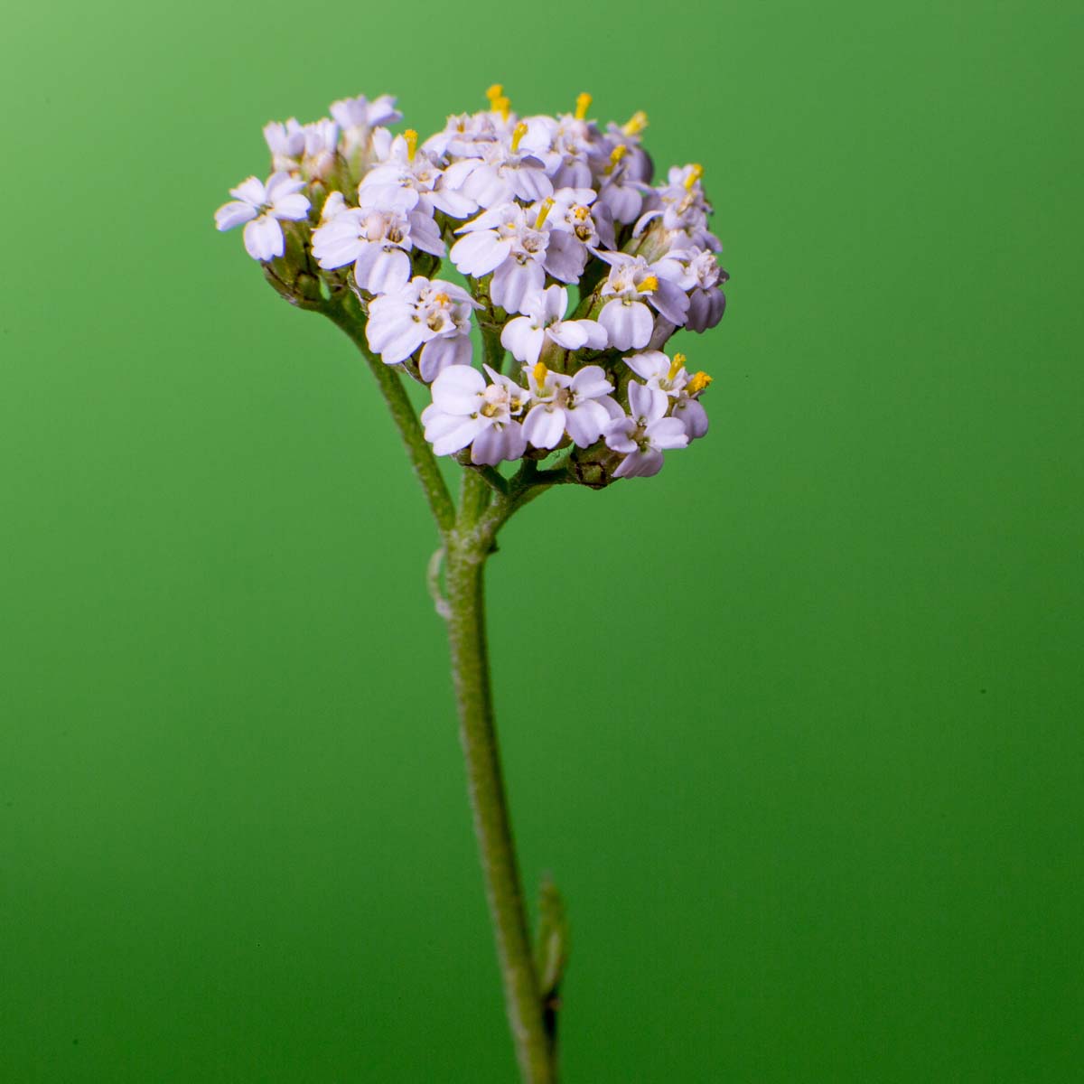 Glamorous Nature Part II 7