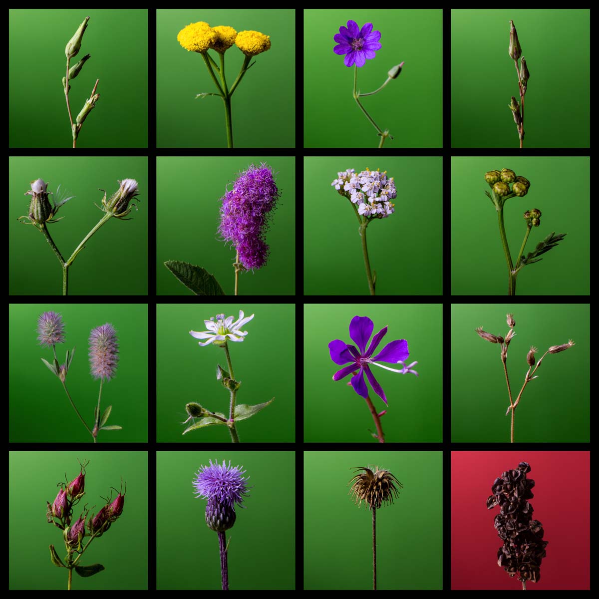 Glamorous Nature Part II Findings